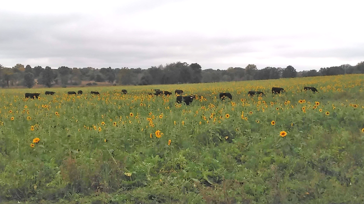 A diverse cover crop field with blooming sunflowers scattered throughout, where cattle graze among the plants under an overcast sky.